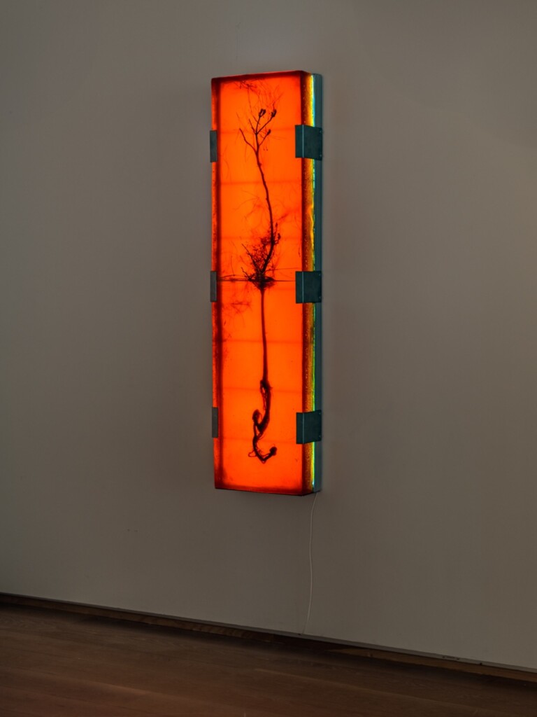 A small pine tree embedded in pine resin and installed on a light box